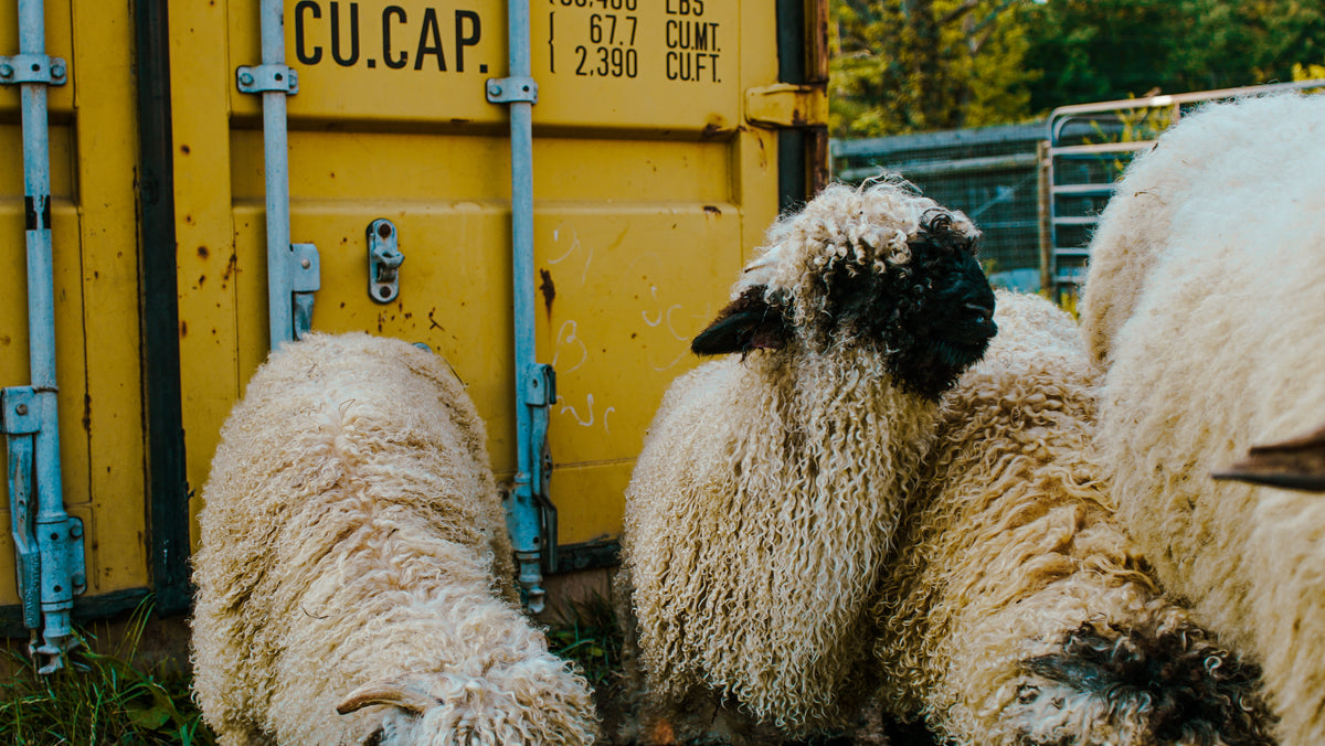 OneSheep